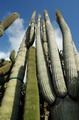 Golden Saguaro